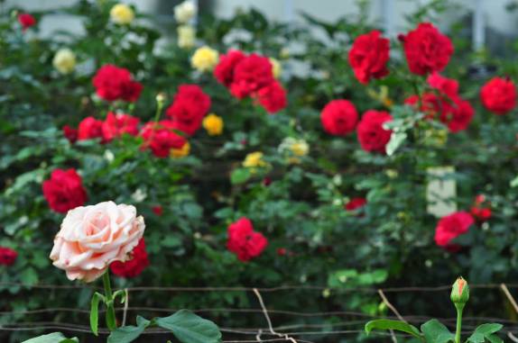 As maravilhosas flores na estufa do Longwood Gardens, na Pennsylvania - Estados Unidos